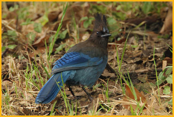 Pacific <BR>Steller's Jay