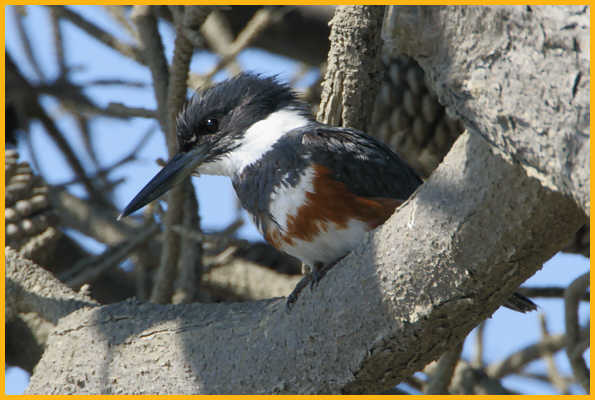 Female <BR>Belted Kingfisher