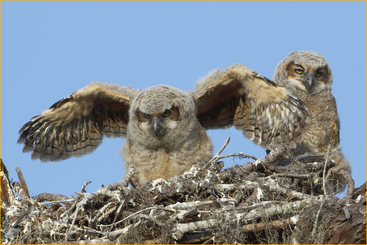 Eastern Great Horned  Owl Chicks