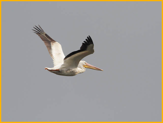 Juvenile<BR>American White Pelican