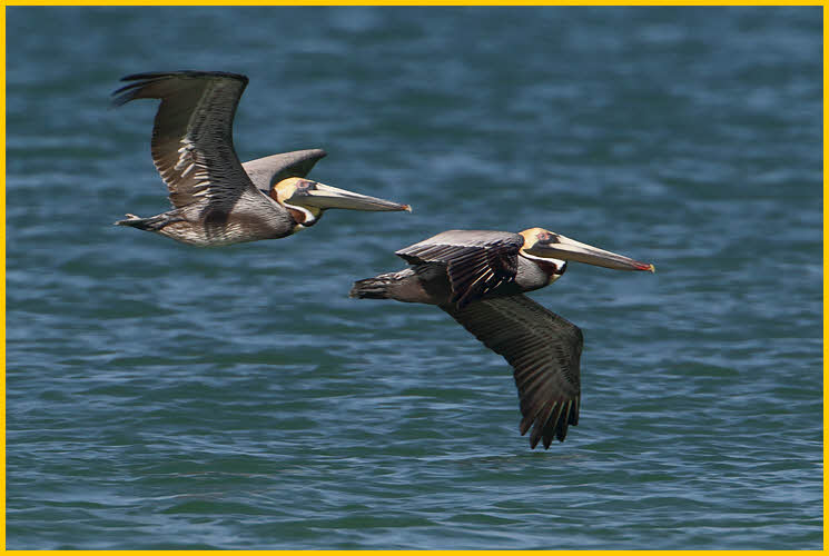 Atlantic<BR>Brown Pelicans