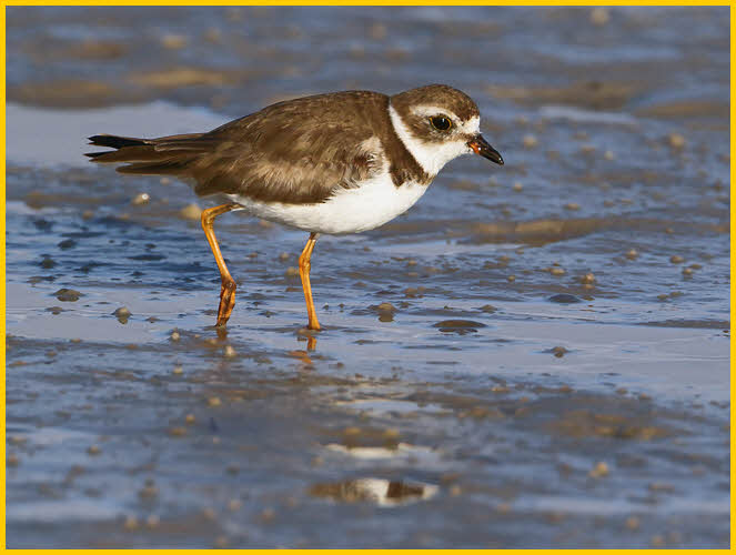 Female<BR>Semipalmated Plover
