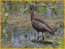 First Winter<BR>Glossy Ibis