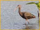 First Summer<BR>Glossy Ibis
