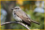 Juvenile<BR>Gray Kingbird