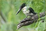 Female<BR>Green Kingfisher