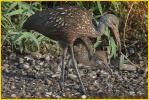 Limpkin and Chick