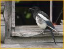 Juvenile<BR>Black-billed Magpie