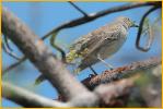 First Year Female<BR>Bahama Mockingbird