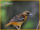 First Spring Female<BR>Baltimore Oriole