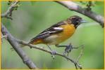 First Spring<BR>Baltimore Oriole