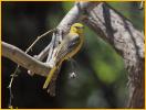 Female<BR>Hooded Oriole
