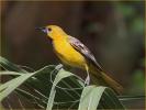 First Summer<BR>Hooded Oriole