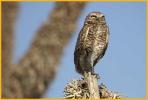 Western <BR>Burrowing Owl
