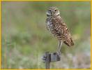 Florida<BR>Burrowing Owl