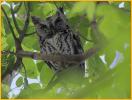 Gray <BR>Eastern Screech-Owl