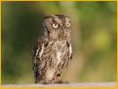 Brown<BR>Eastern Screech Owl