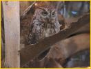 Red<BR>Eastern Screech-Owl