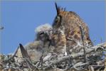 Eastern Great Horned  Owl<BR> and Chick