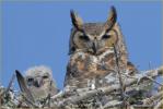 Eastern Great Horned  Owl<BR> and Chick
