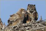 Eastern Great Horned  Owl<BR>Feeding Chick a Rat
