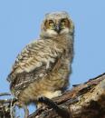 Eastern Great Horned  Owl Chick