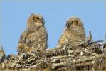 Eastern Great Horned  Owl Chicks