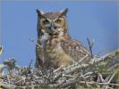Eastern Great Horned  Owl