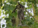 Southwest<BR>Great Horned Owl