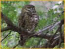 Interior West<BR>Spotted Owl