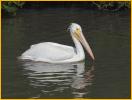 Nonbreeding<BR>American White Pelican