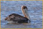 Juvenile Atlantic <BR>Brown Pelican