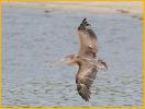 Juvenile Atlantic<BR>Brown Pelican