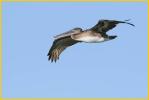 Atlantic<BR>Brown Pelican