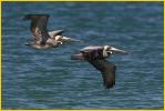 Atlantic<BR>Brown Pelicans
