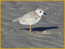 Nonbreeding<BR>Piping Plover