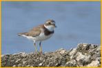 Juvenile <BR>Semipalmated Plover