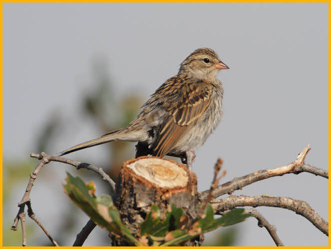 Juvenile<BR>Chipping Sparrow