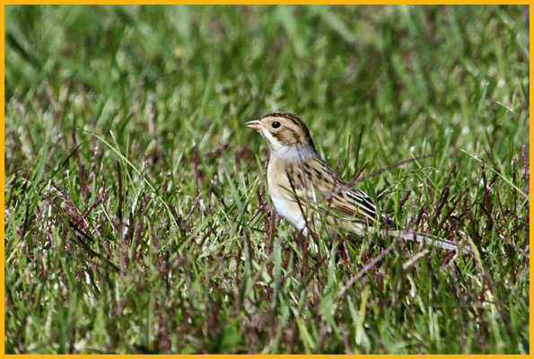 Nonbreeding <BR>Clay-colored Sparrow