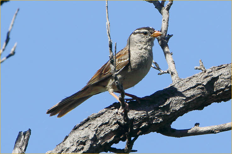 Interior West<BR>White-crowned Sparrow