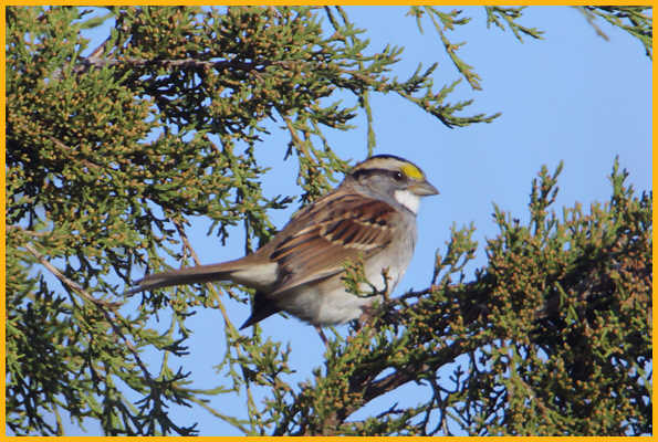 White-striped <BR>White-throated Sparrow
