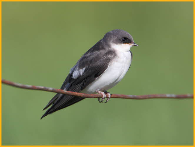 Juvenile <BR>Tree Swallow