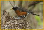 American Robin <BR>and Chicks