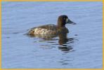 Female <BR>Greater Scaup