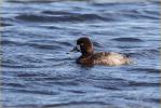First Winter Female<BR>Lesser Scaup