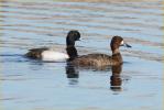 Male and Female<BR>Lesser Scaup