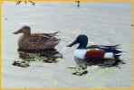 Male and Female <BR>Northern Shovelers