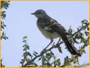 Bright-winged<BR>Townsend's Solitaire