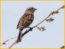 Dark<BR>American Tree Sparrow