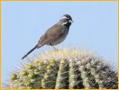 Western<BR>Black-throated Sparrow